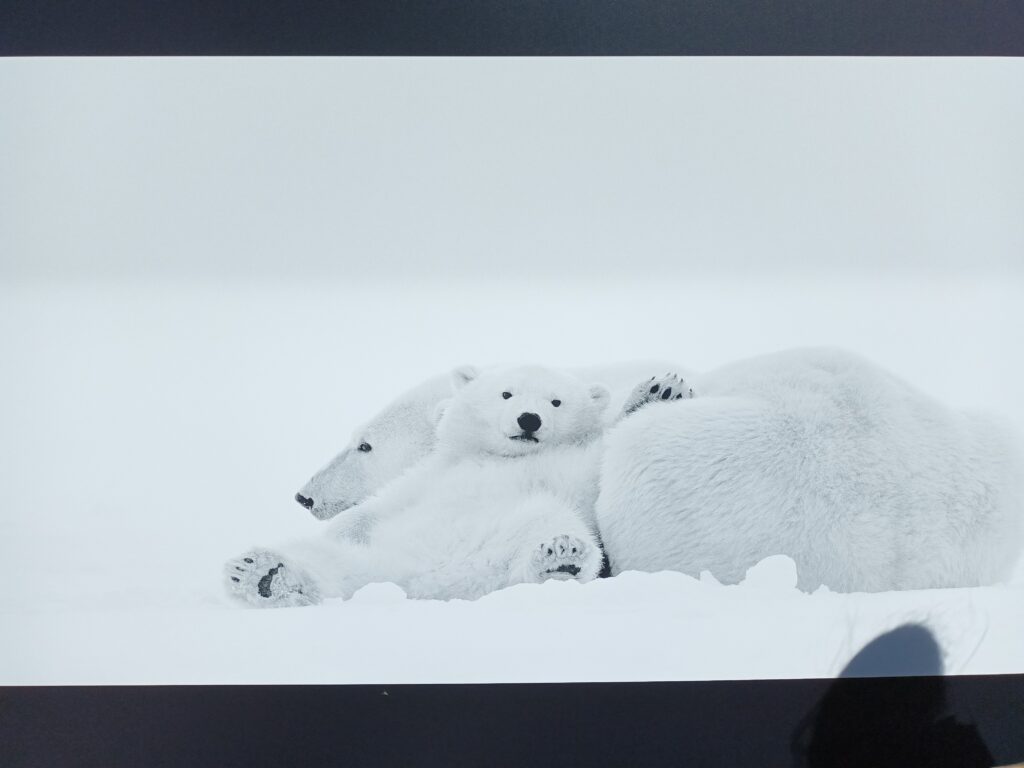 Photo d'ours polaire à Phot'Aubrac.