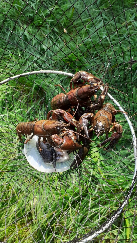 Image 0 : SORTIE PÊCHE AUX ÉCREVISSES